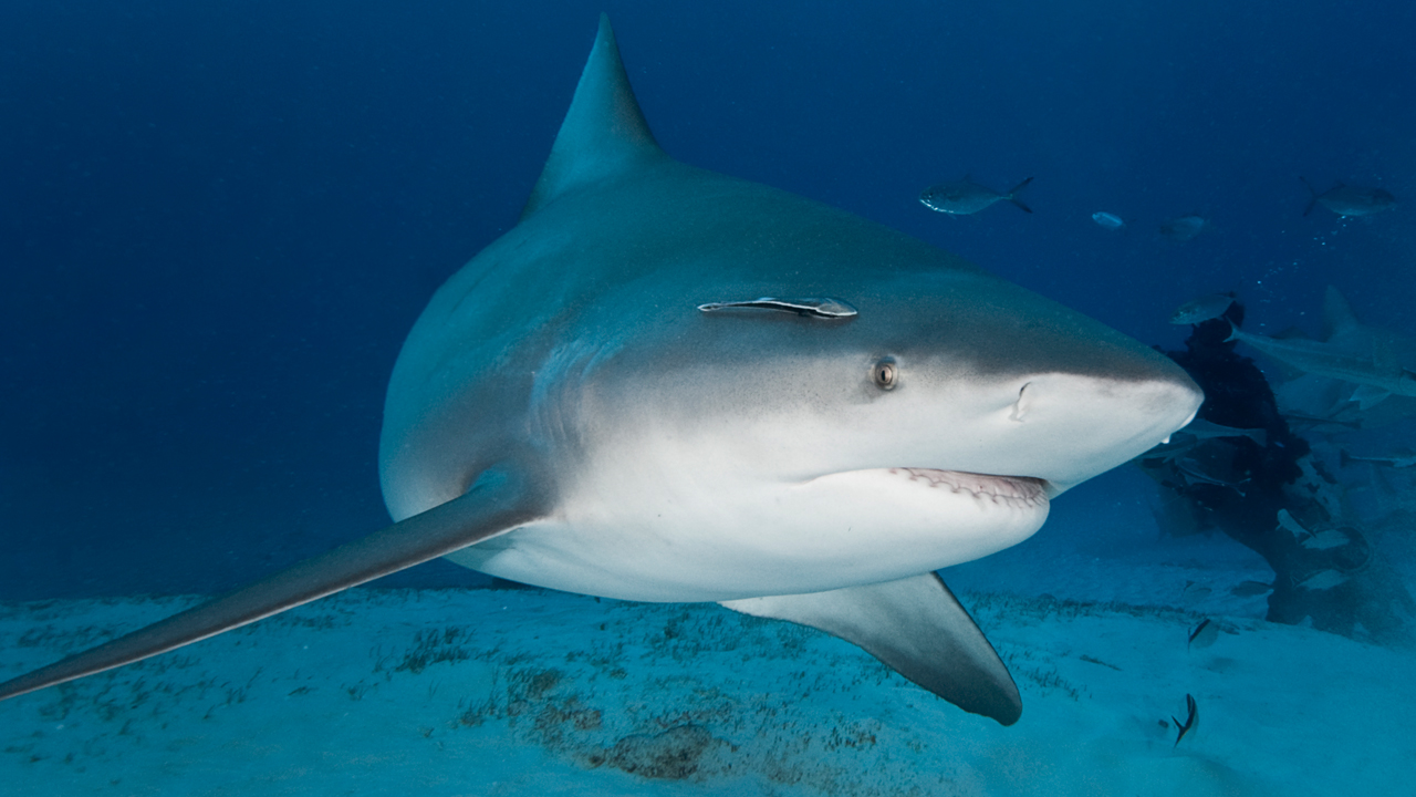 Can humans and sharks live together in peace?