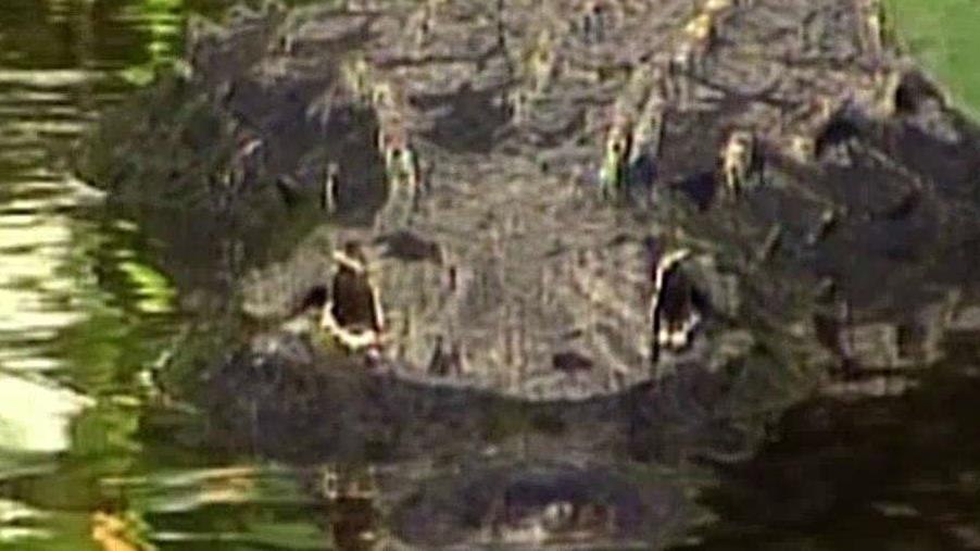 Dad: 2 gators involved in Disney attack that killed son