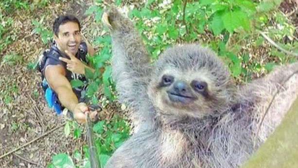 Going Viral: Smiling sloth climbs its way to internet fame