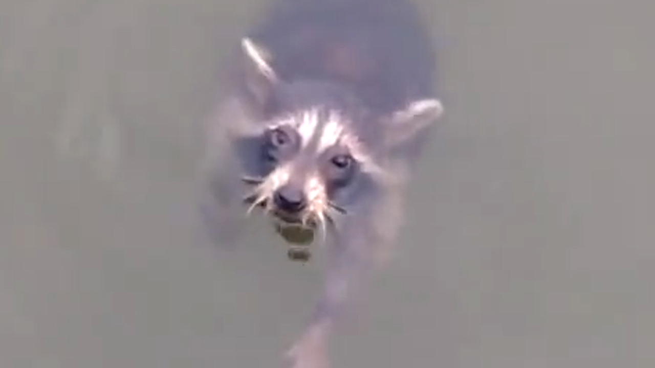 Quick thinking saves drowning baby raccoon