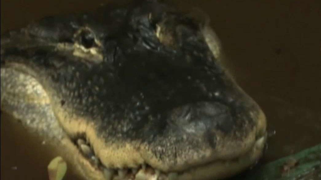 Florida man fighting to keep pet alligator