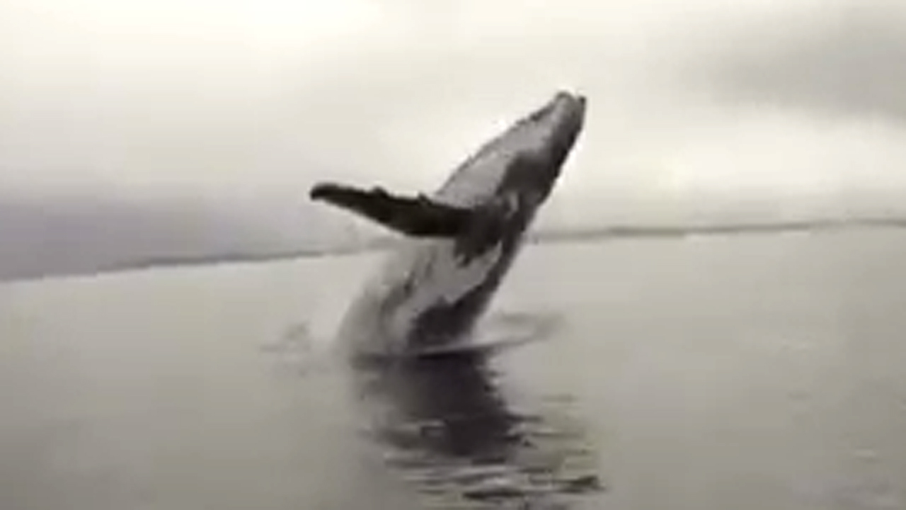 Breaching whale puts on show for group of boaters