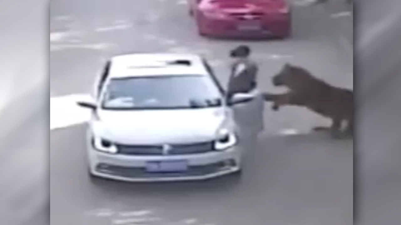 Shocking video shows tiger attack woman at wildlife park