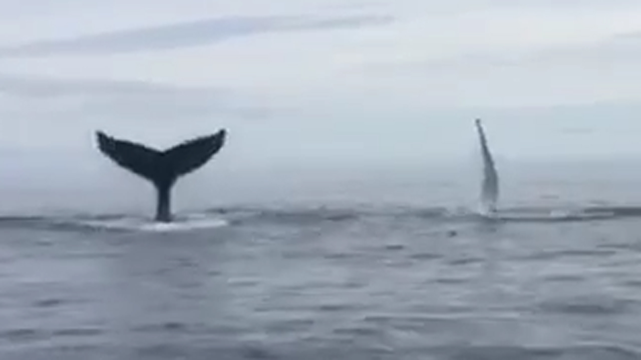 Whales showing off tail, flipper slaps entertain fishermen