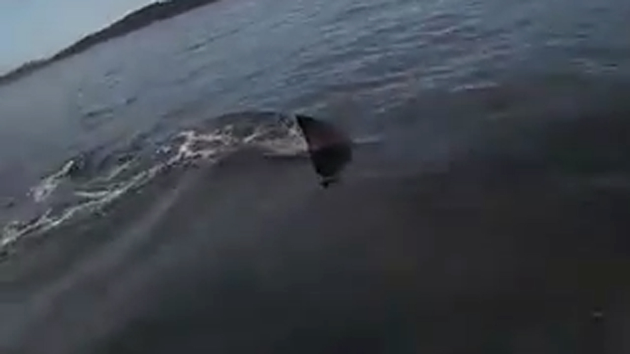 Emergency! Kayaker calls for help after shark encounter