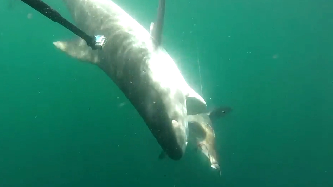 Massive tiger shark attacks hammerhead in deadly encounter