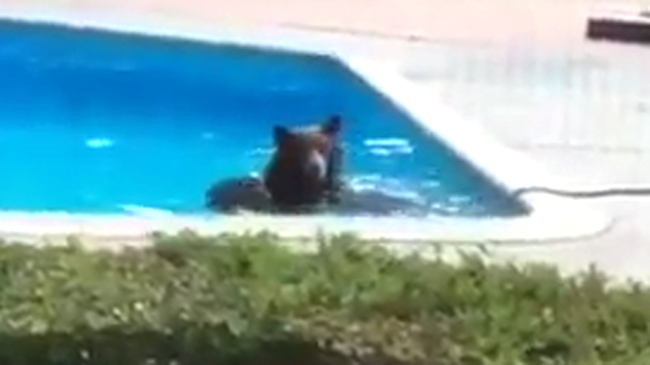Bear cools off with dip in California family's pool