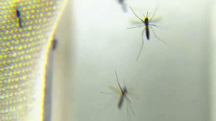 Mosquitos in South Florida transmitting Zika virus