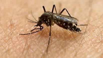 CDC: Florida Zika cases likely spread by local mosquitoes
