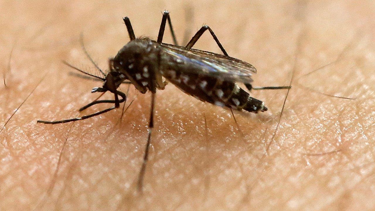 Locally transmitted Zika cases climb in Florida 