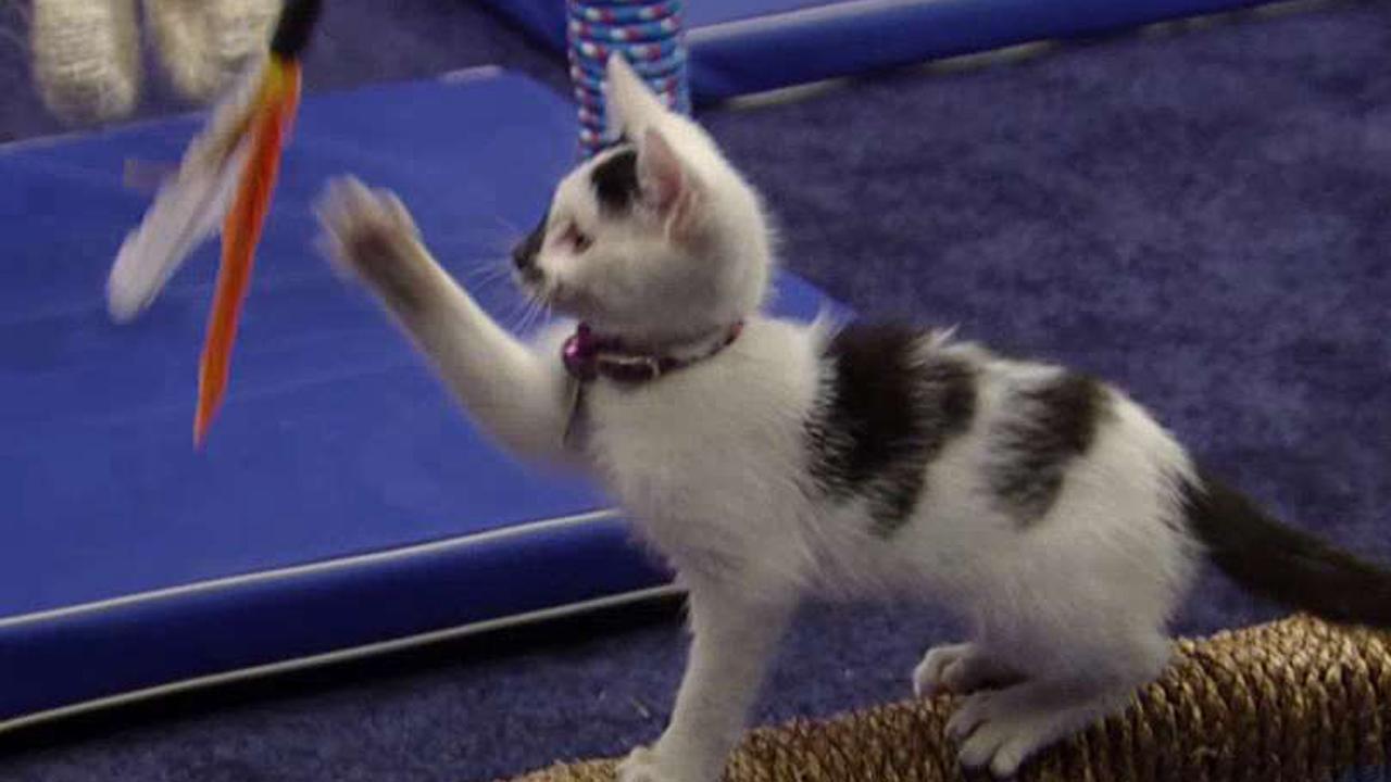 Cat-letes compete for the gold in the 'Kitten Summer Games'