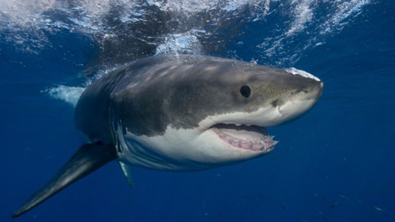 App warns beach goers if sharks are in the water