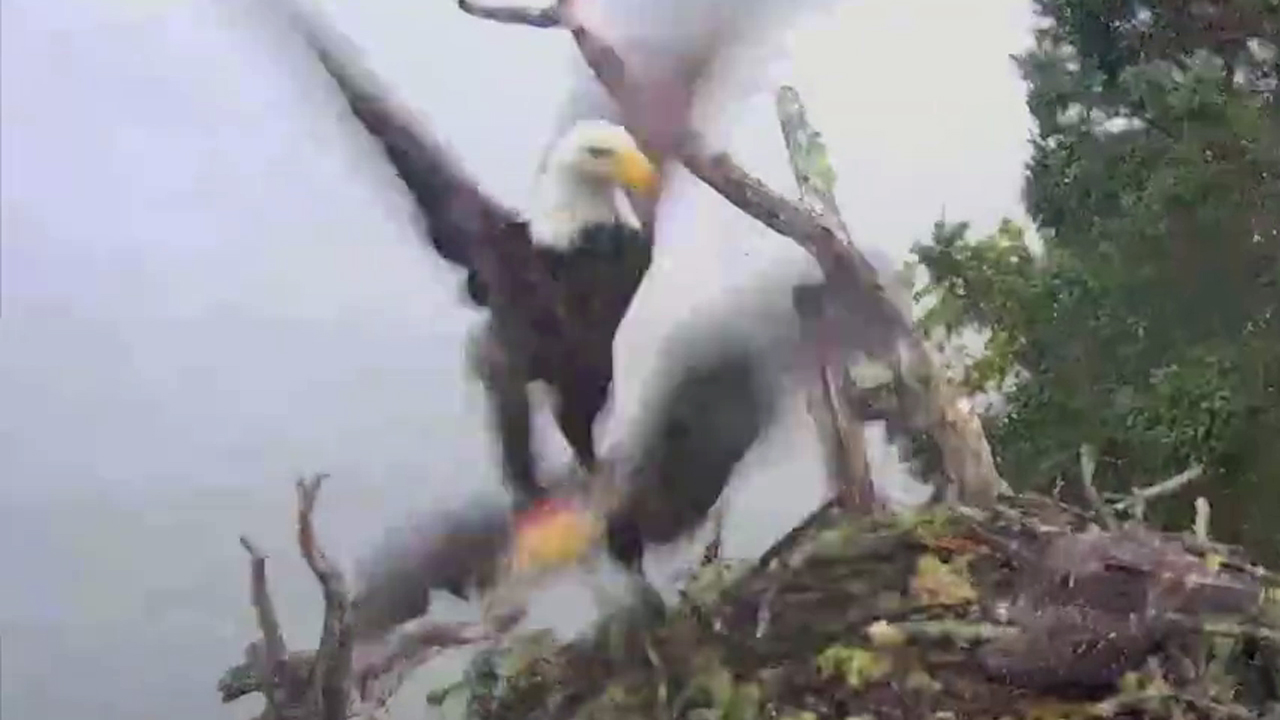 Bald eagle steals osprey chick from nest in quick strike