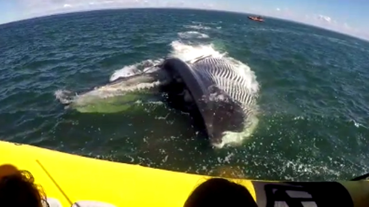 Massive whale encounter gives tourists quite a scare
