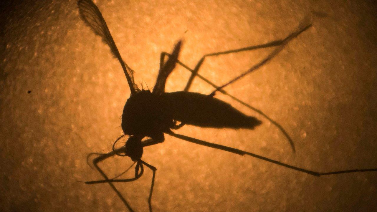 Florida officials using new programs to stop Zika Virus
