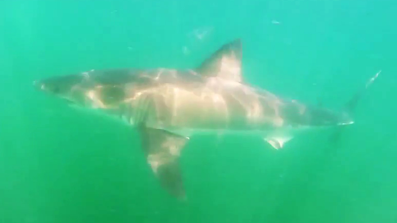 Great white shark feasts on whale carcass