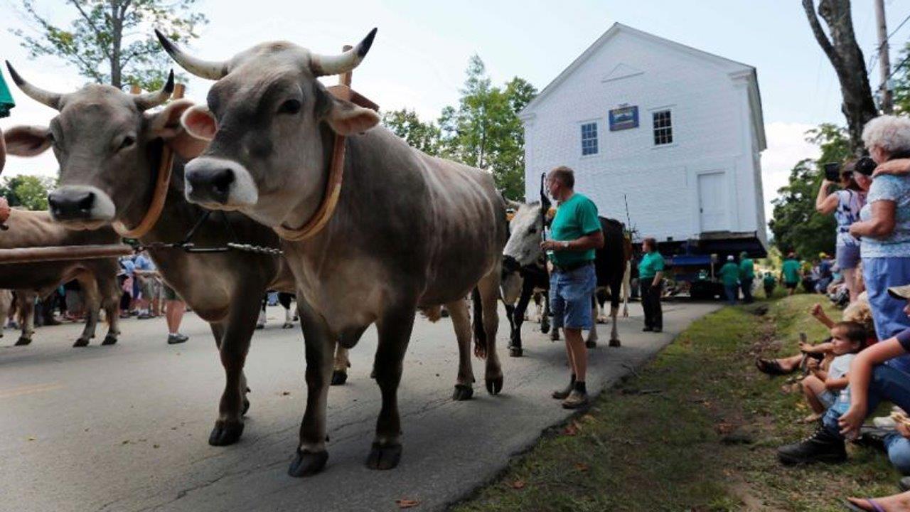 Oxen help move historic schoolhouse to its original site