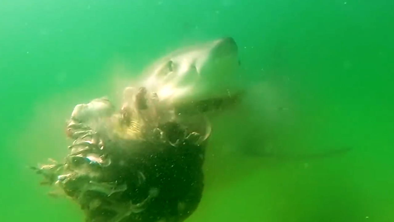 Watch ferocious great white tear into remains of grey seal