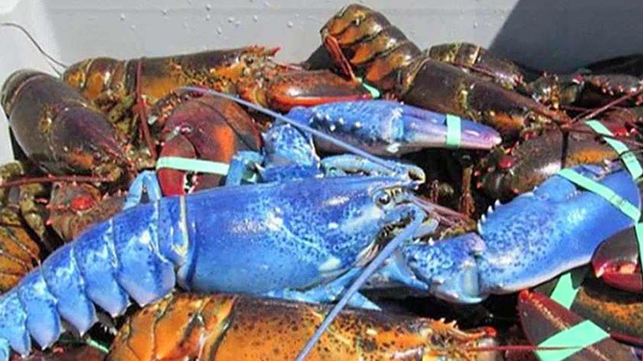 Extremely rare blue lobster caught in Massachusetts