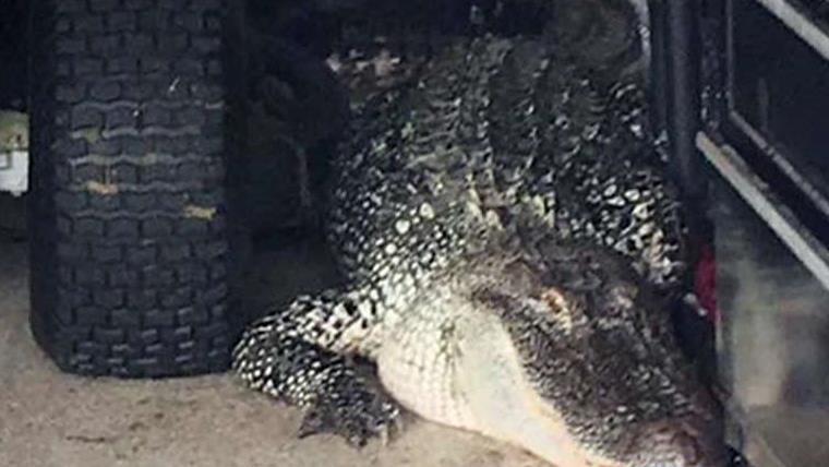 Massive 300 pound gator found in Texas man's garage