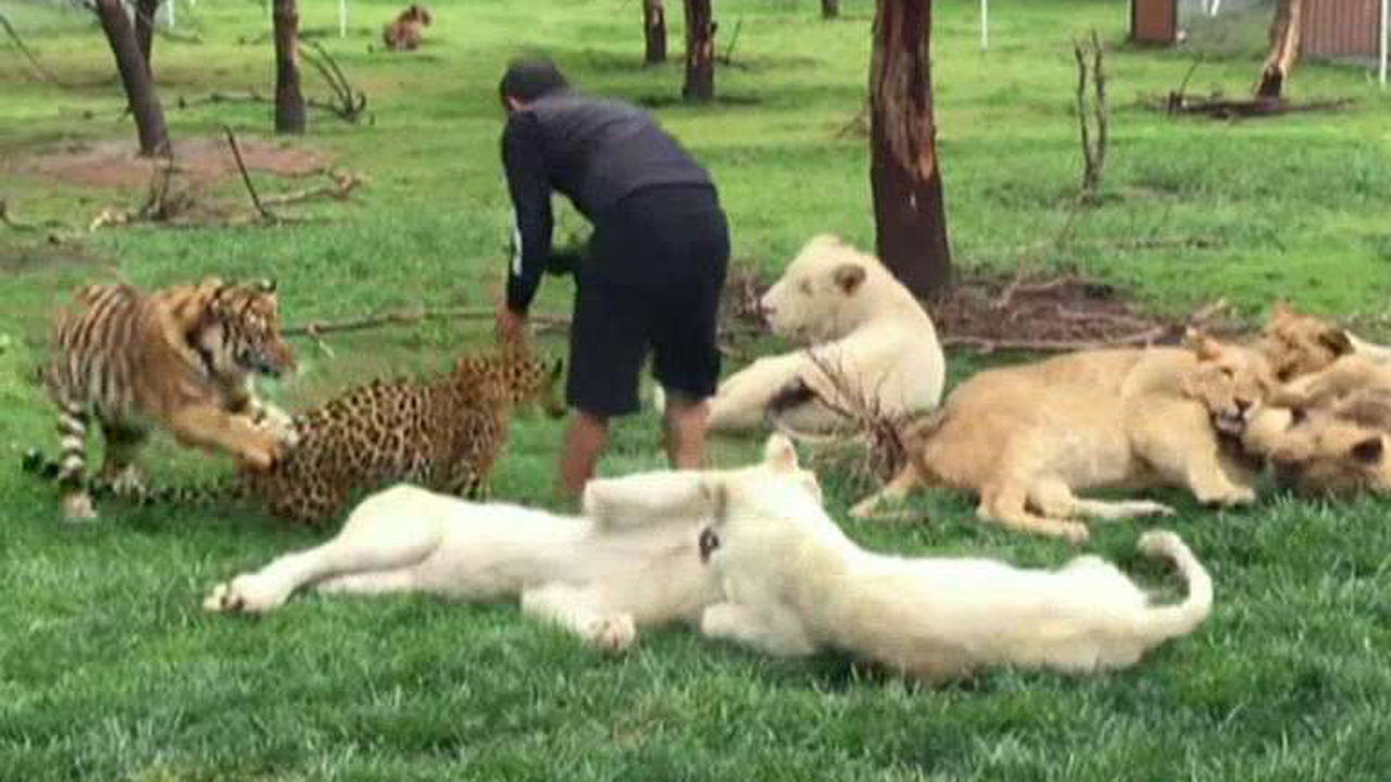 Tiger stops leopard from attacking zookeeper 