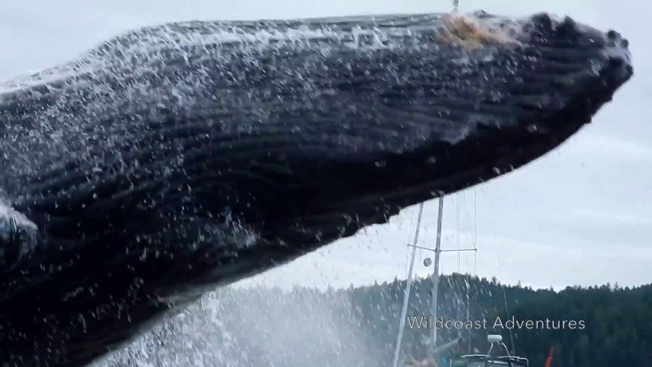 Get back! Breaching whale's close encounter shocks kayakers