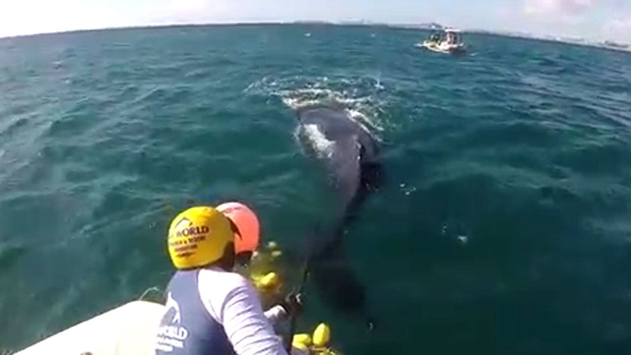 Rescuers free distressed humpback from shark nets