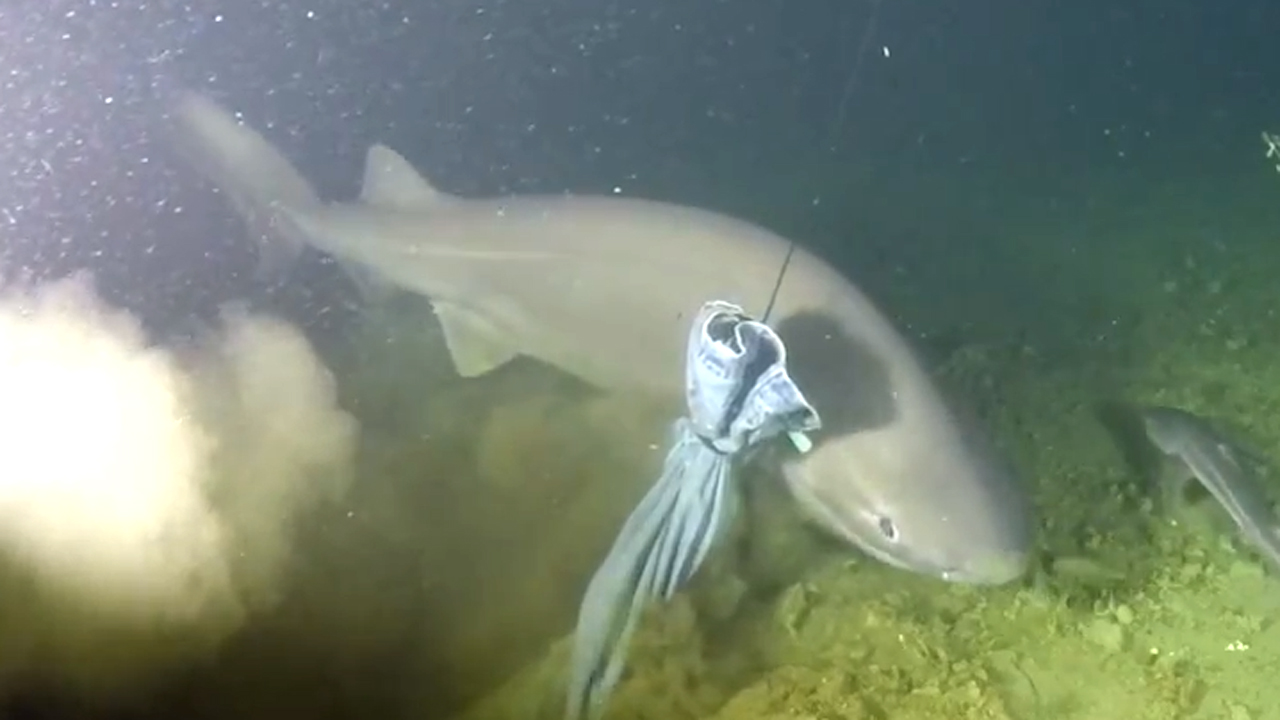 Rare sixgill shark sighting deep in ocean amazes scientists