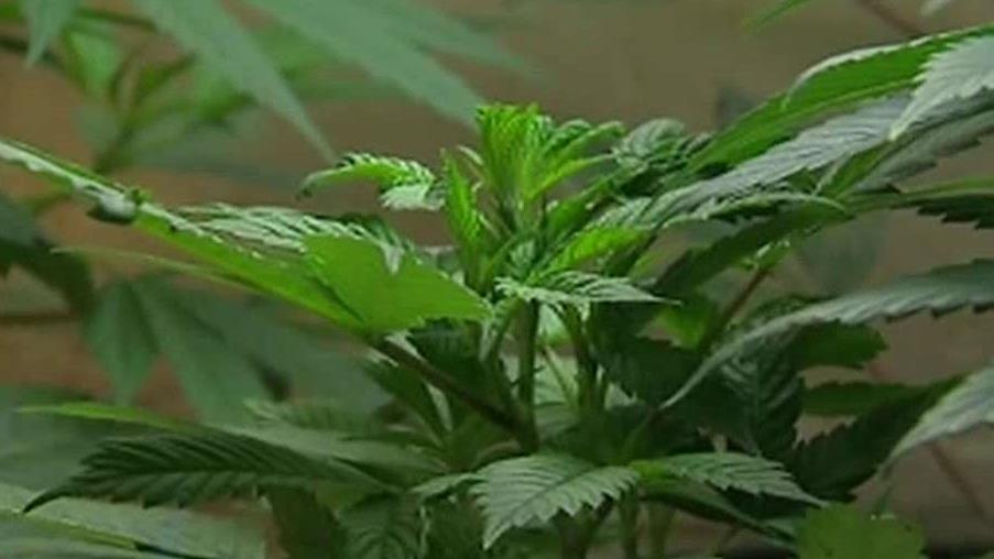 New York may allow medical marijuana in schools