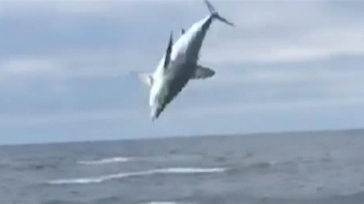 Hooked, 500-pound mako sharks flips for freedom