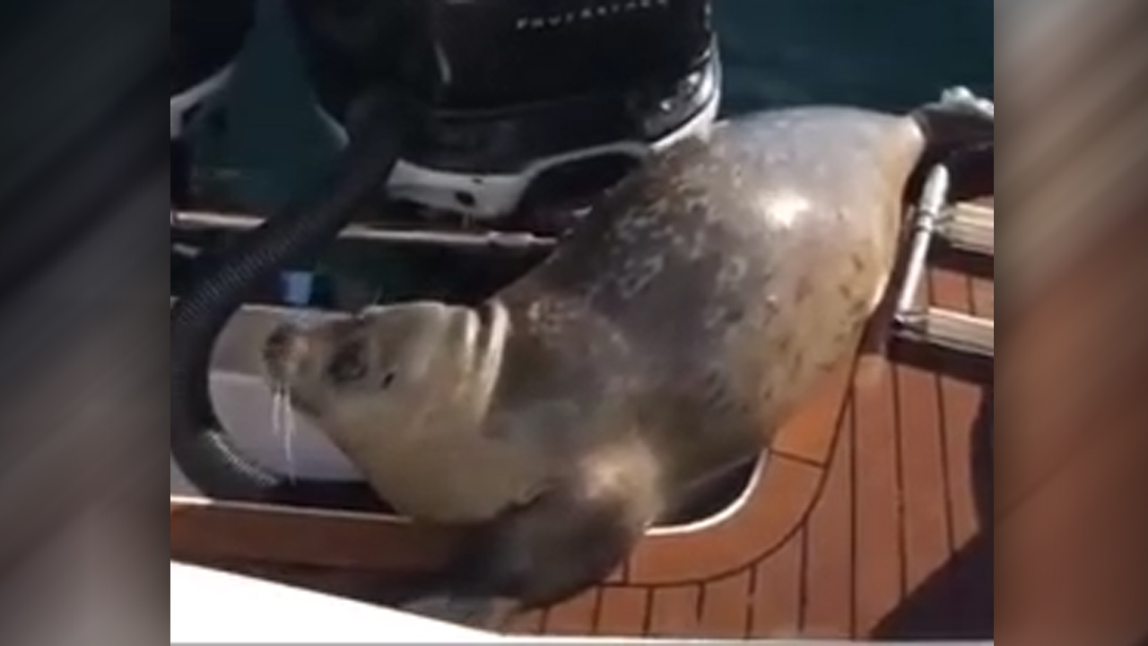 Scared seal scrambles onto boat to escape killer whales