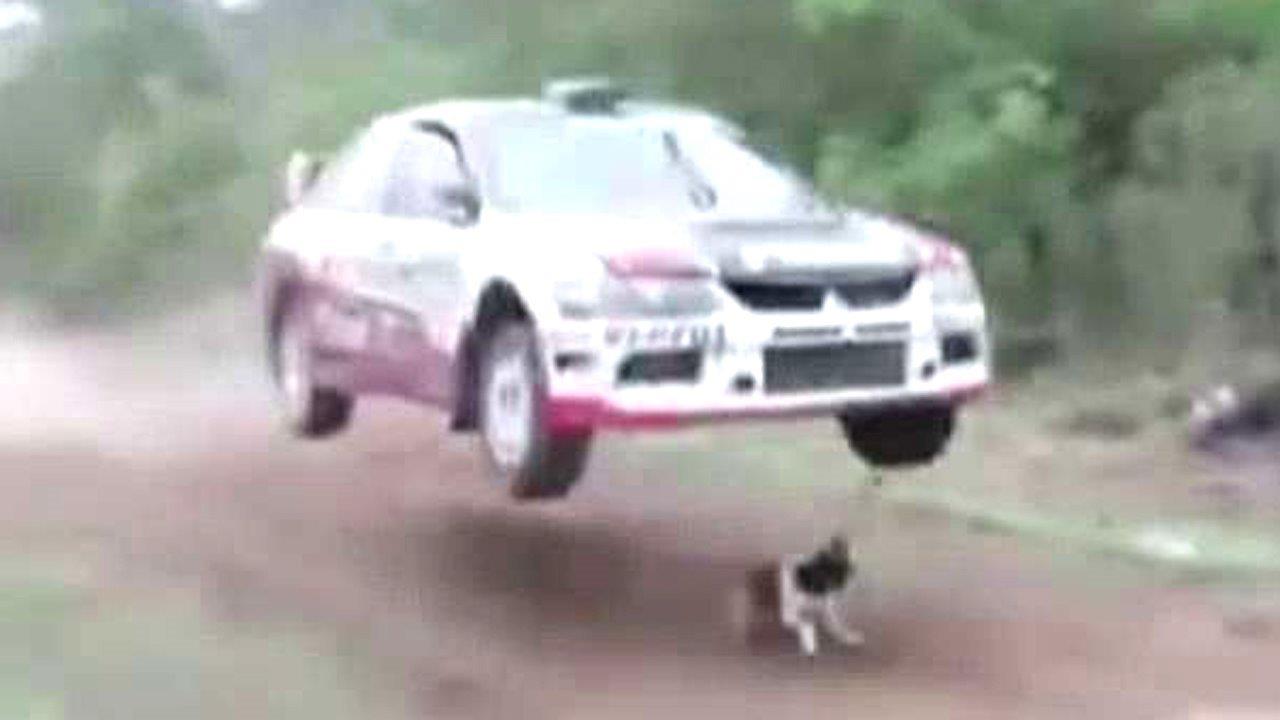 World's luckiest dog barely avoids getting run over