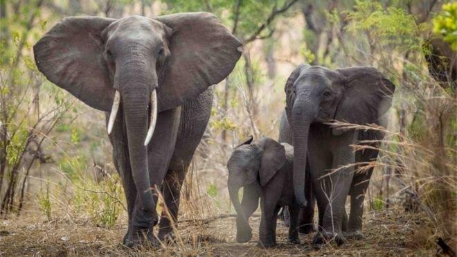 Study: Africa's elephant population in catastrophic decline