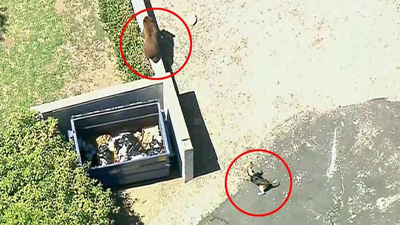 Neighborhood dog chases dumpster-diving bears in Pasadena
