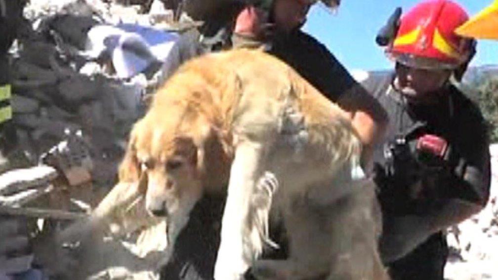 Dog found alive more than a week after Italy earthquake