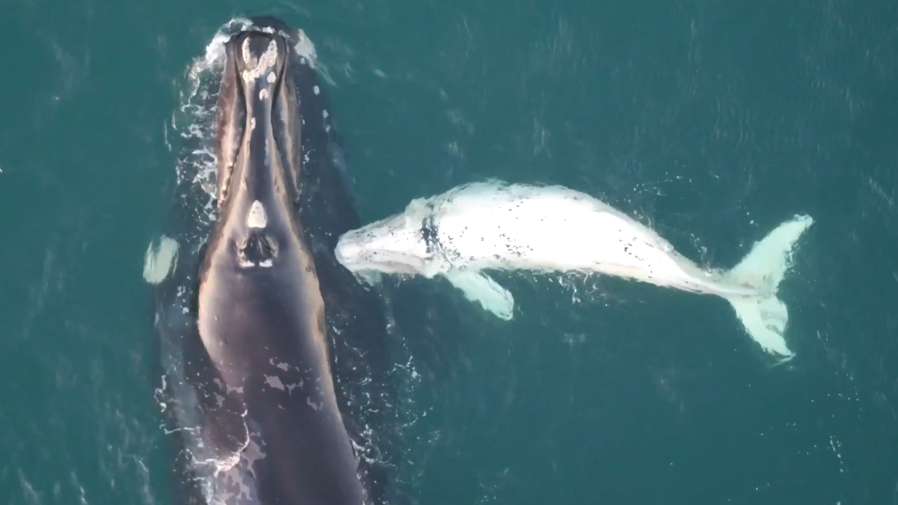 Rare white whale calf caught on camera