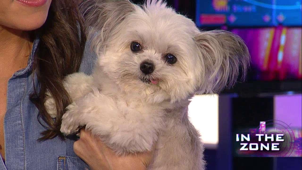 Is Norbert the cutest pup on social media?