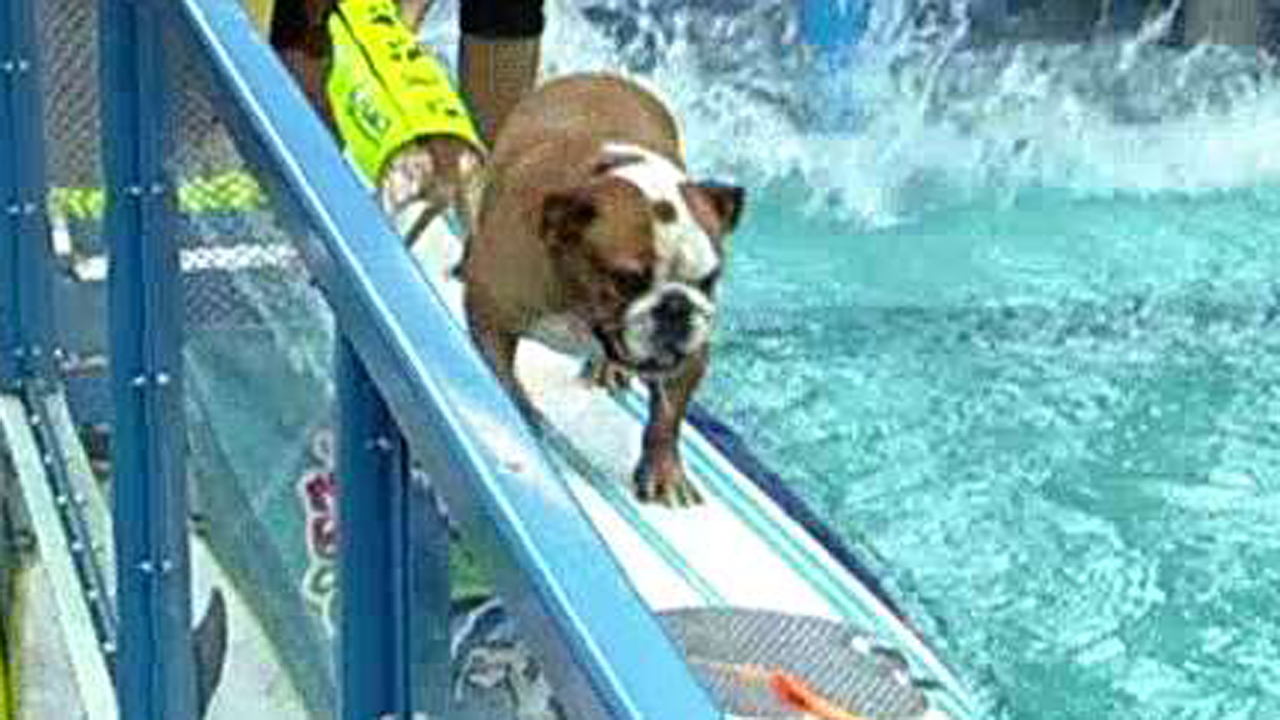 Dogs show off surfing skills on portable wave machine