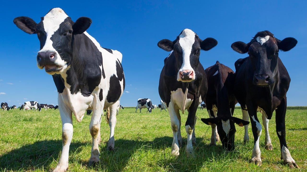 California clamps down on cow farts