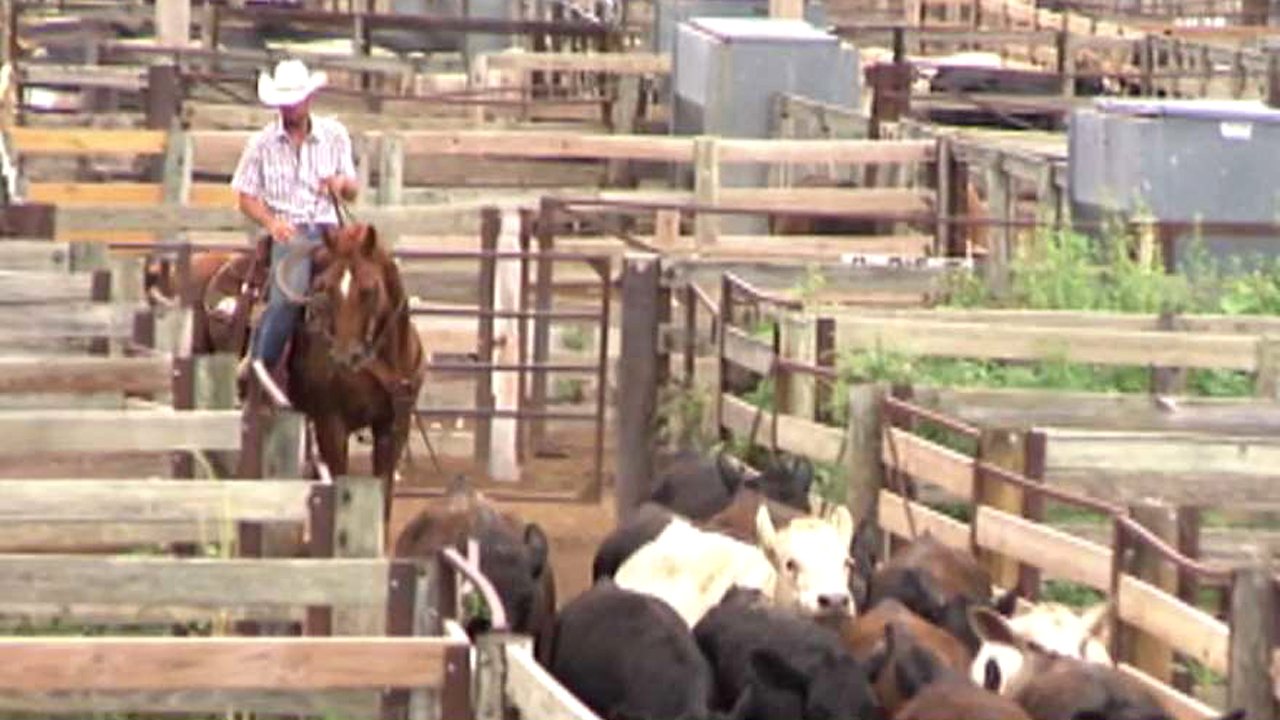 Down Ballot: Oklahoma measure may alter life of cowboys