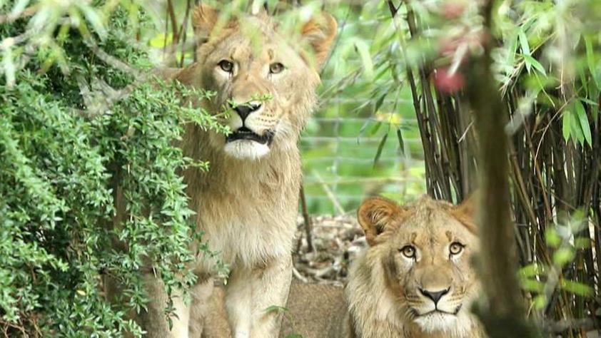 Two lions escape from their cages in Germany zoo