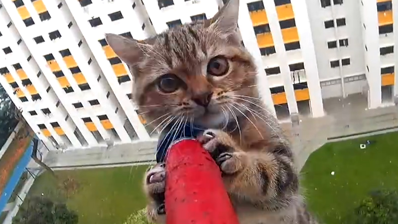 Watch nerve-racking rescue of kitten stuck high up on ledge