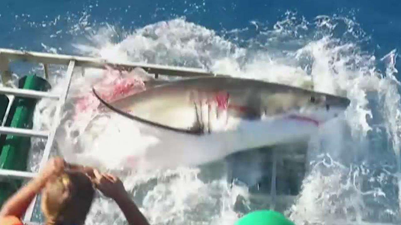 Great white shark breaks into shark cage with diver inside 