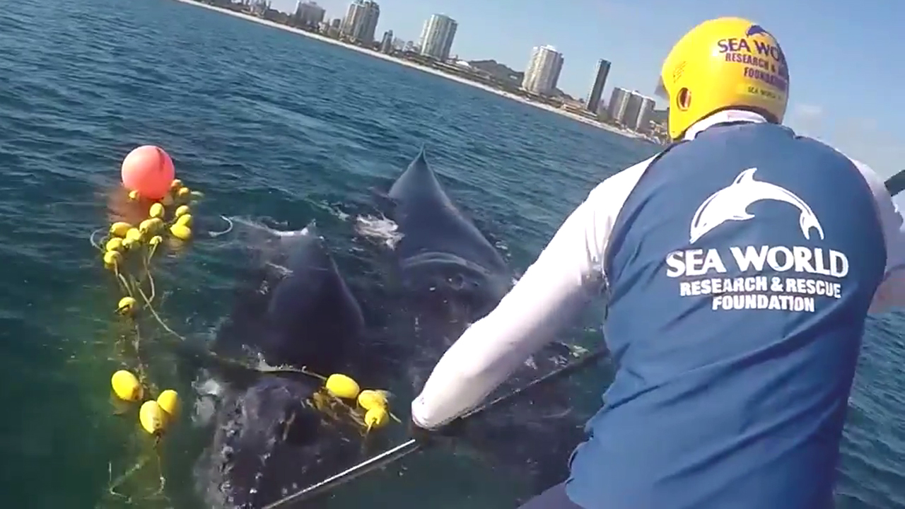 Mother humpback helps rescuers free calf from shark net