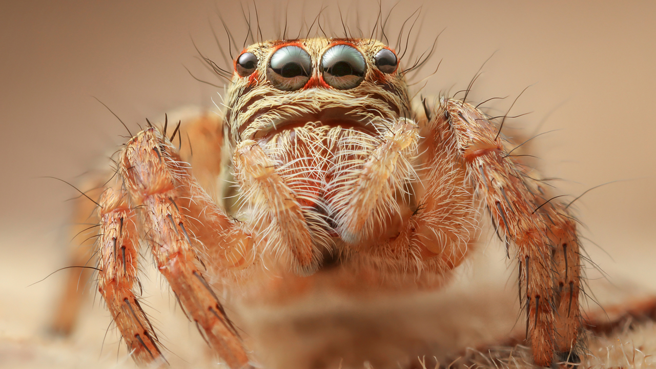 Spidey sense: Jumping spiders use leg hairs to 'hear'