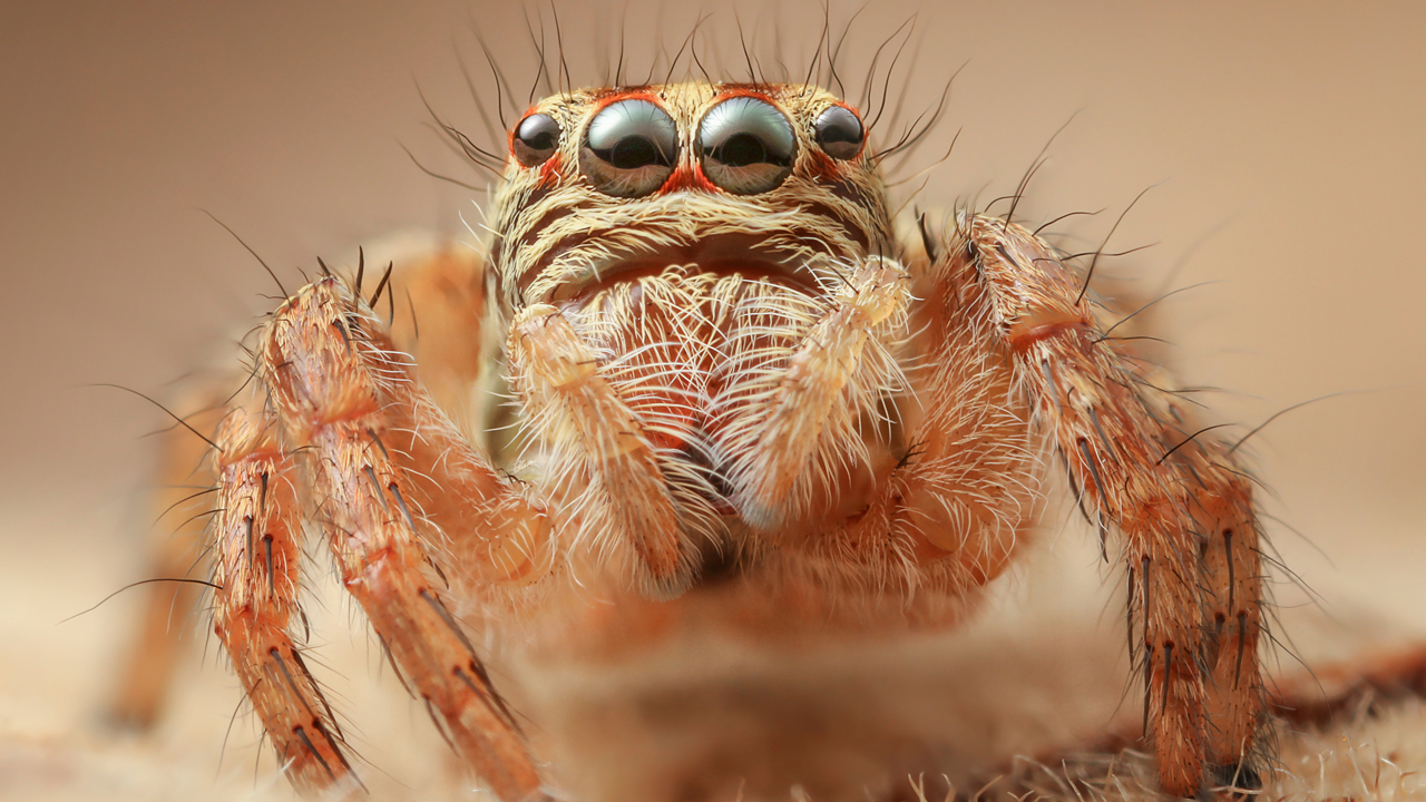 Jumping Spiders Hear Long-Range Audio with Their Hairy Legs