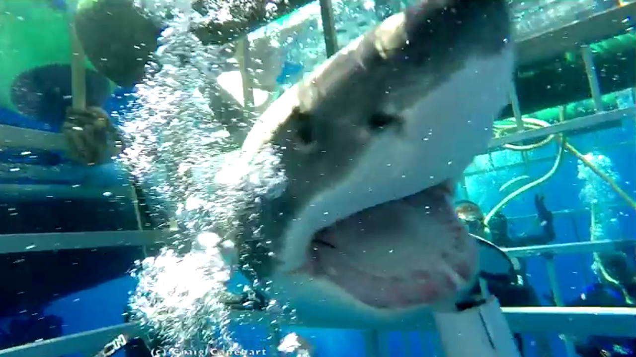 Great white shark crashes into cage, struggles to escape