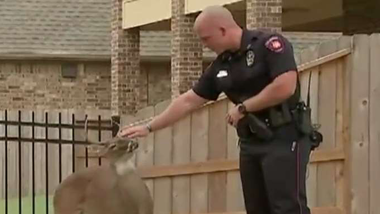 Deer befriends officer who rescued him