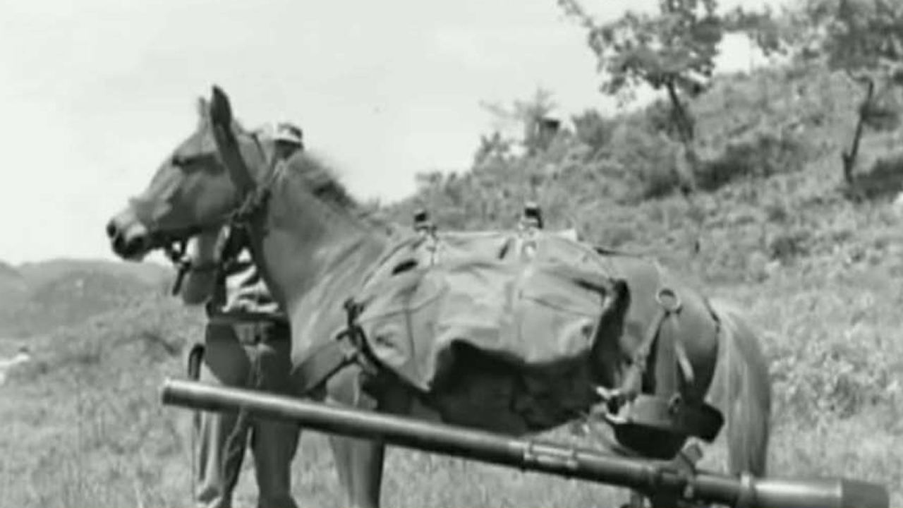 Marines honor war horse Sgt. Reckless