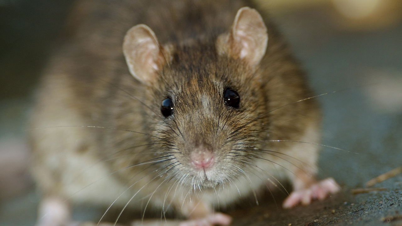It's a rat's world: How rodents conquered the globe